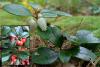 Wintergreen Gaultheria procumbens